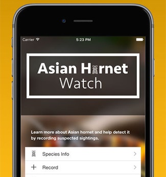 Asian horent app